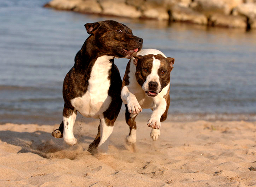 amstaff la griffe du dragon
