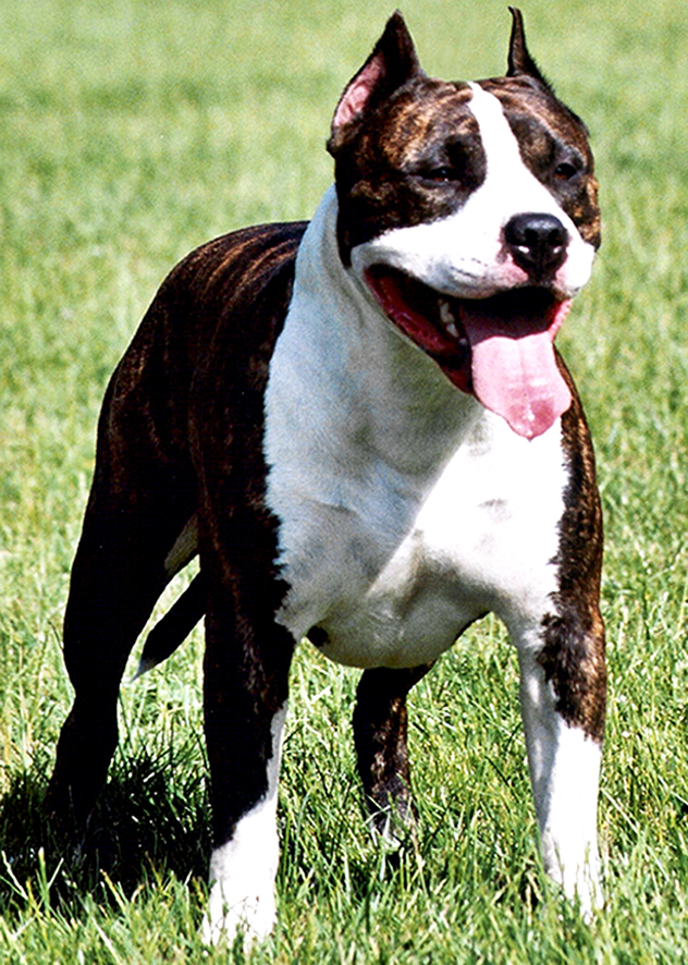 american staffordshire terrier
