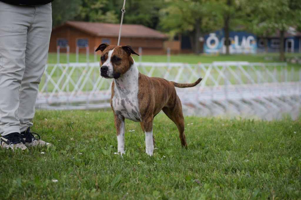 elevage amstaff